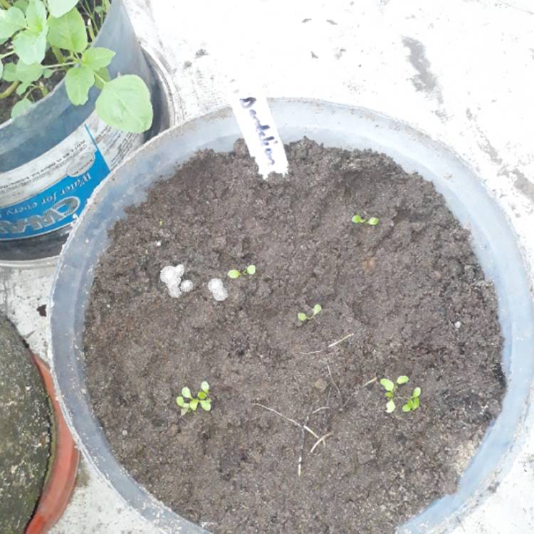 plant image 1174936 plant image 1174936
