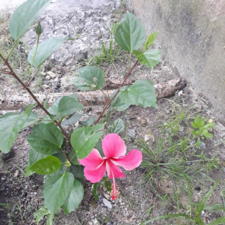 plant image 1184243