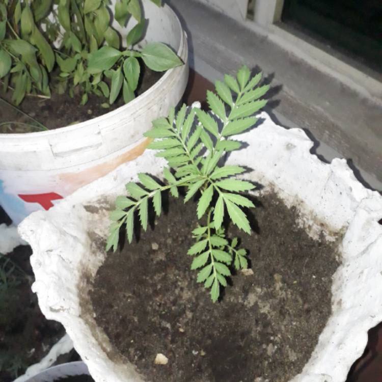 plant image 1184264