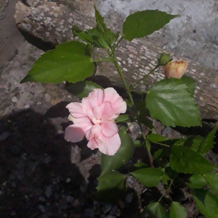 Plant image Hibiscus rosa-sinensis 'Sweet Pink'