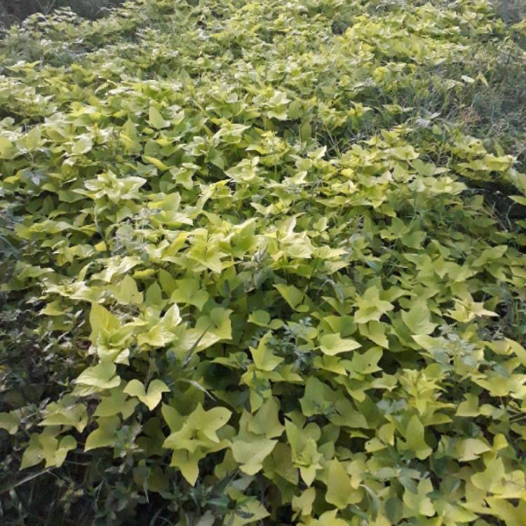 plant image 1205687