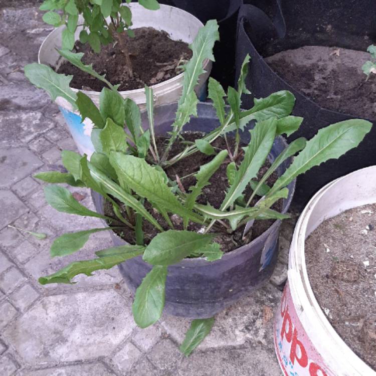 plant image 1218758 plant image 1218758