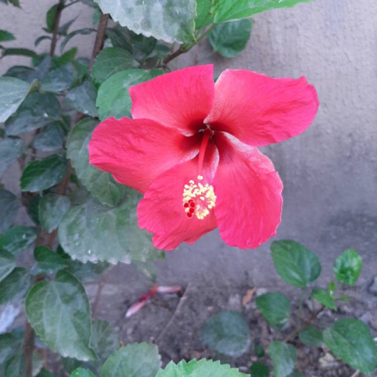 Plant image Hibiscus rosa-sinensis 'Lipstick'