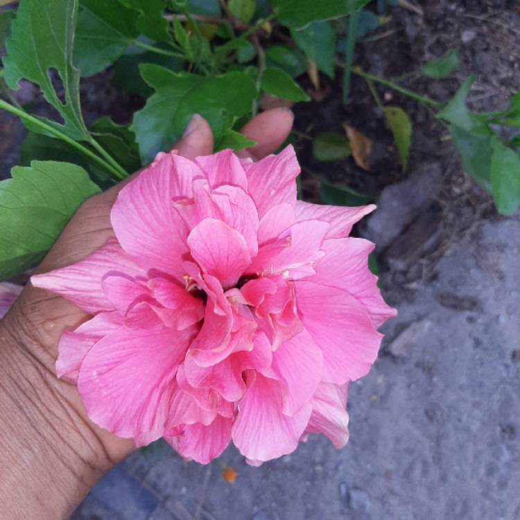 Plant image Hibiscus rosa-sinensis 'Mrs Andreasen'
