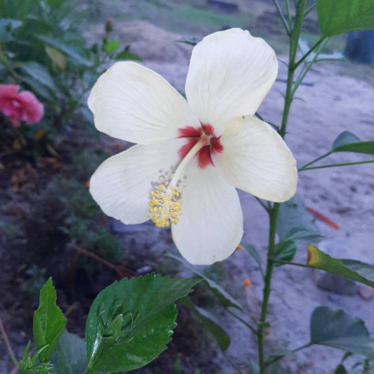 plant image 1240625