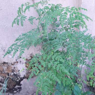 Moringa oleifera