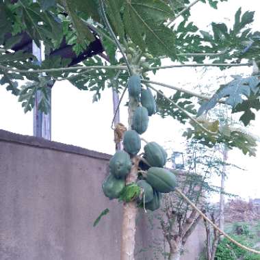 Carica papaya