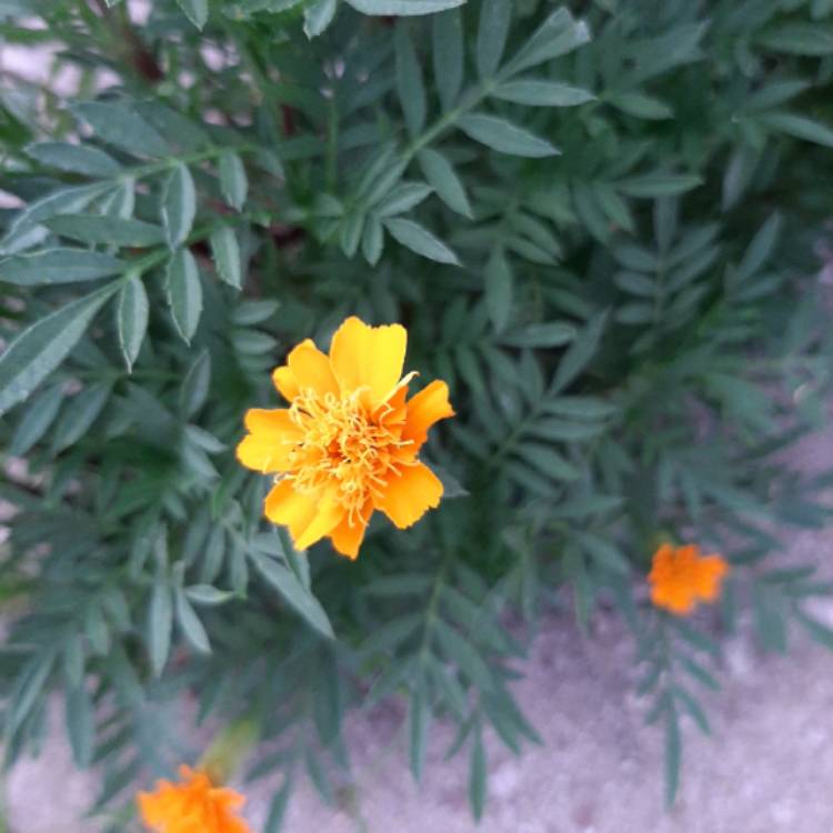 plant image 1256900