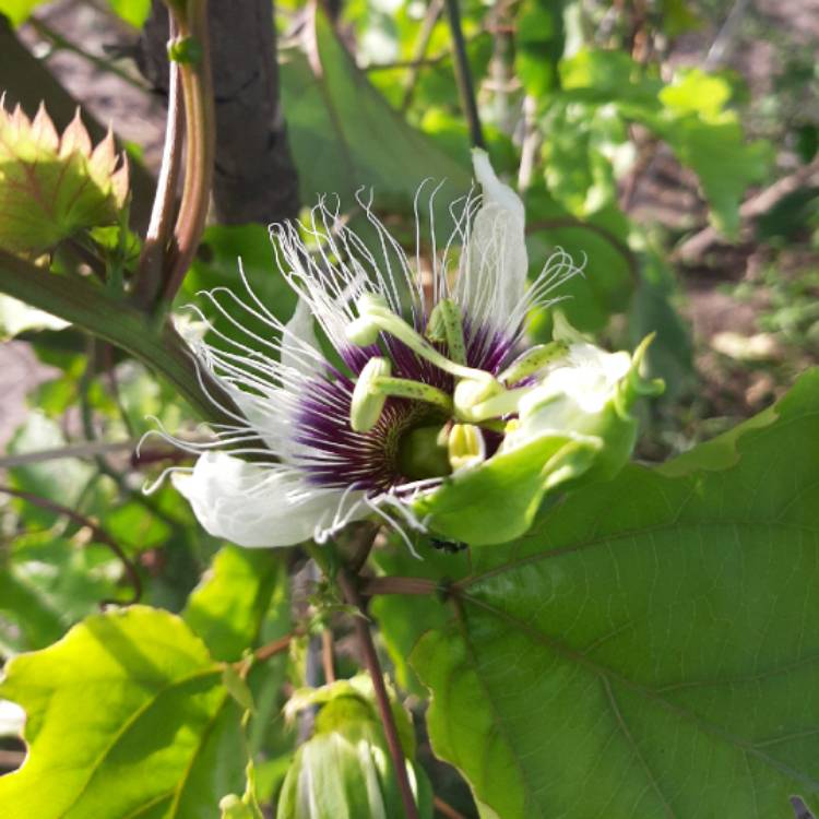 plant image 1285014