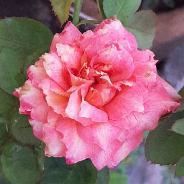 Rosa