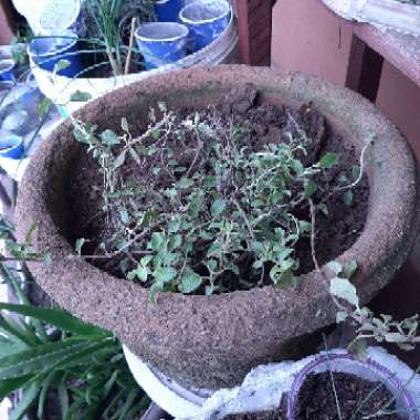 Origanum Vulgare var. Hirtum