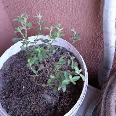 Stevia rebaudiana
