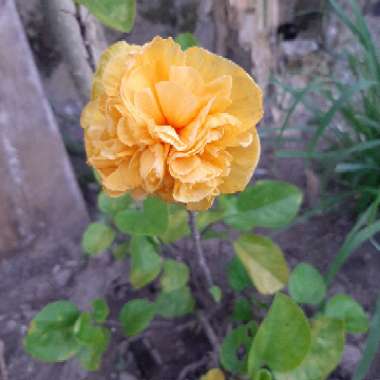 Hibiscus rosa-sinensis 'Pride of Hankins'