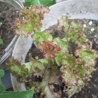 Lactuca sativa