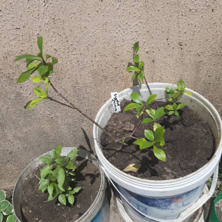 Plant image Jasminum officinale 'Variegatum'