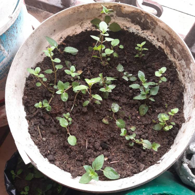 Plant image Mentha x piperita 'French Peppermint'