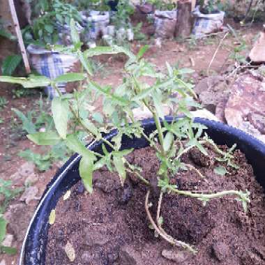 Artemisia dracunculus syn. Artemisia redowskii