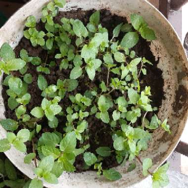 Mentha x piperita
