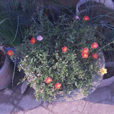 Portulaca grandiflora