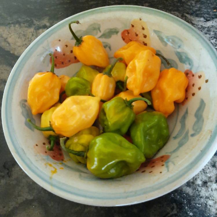 Plant image Capsicum Chinense 'Habanero'