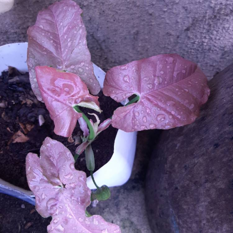 Plant image Syngonium 'Strawberry'