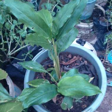 Alpinia Galanga