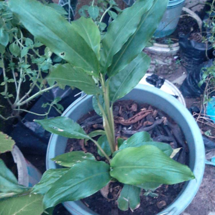 plant image 1548741