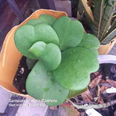 Hoya kerrii