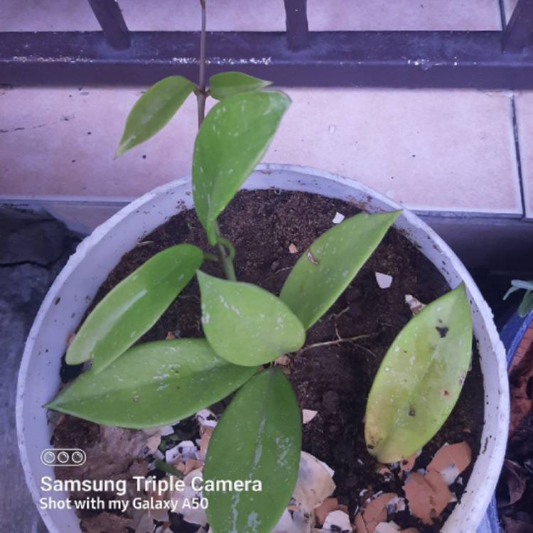 plant image 1592009