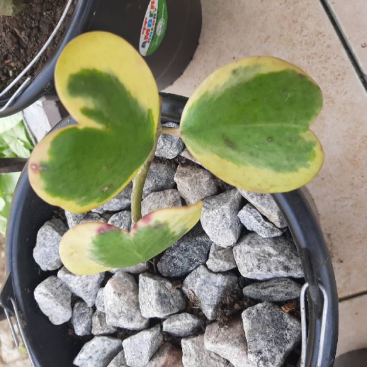 Plant image Hoya Kerrii Variegata
