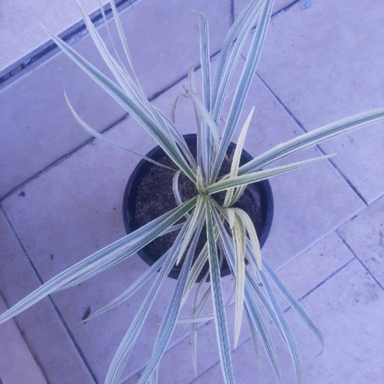 Plant image Ophiopogon