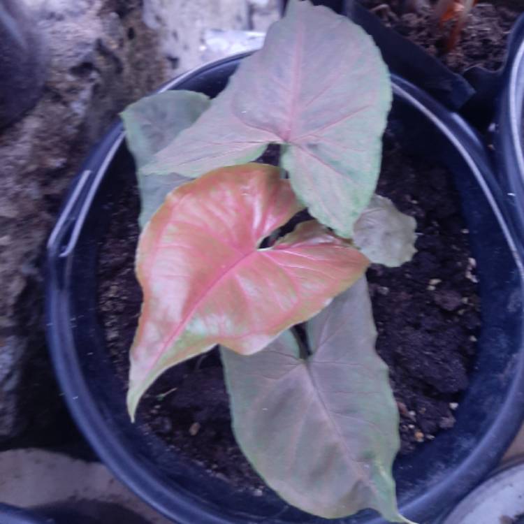 Plant image Syngonium podophyllum 'Bronze'