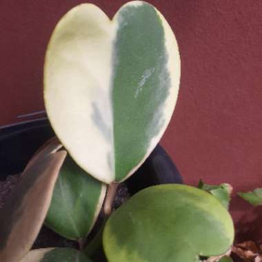 Hoya Kerrii Variegata