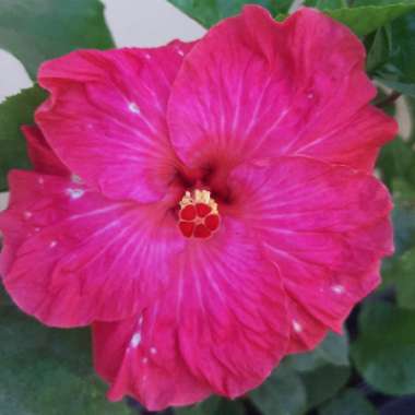 Hibiscus