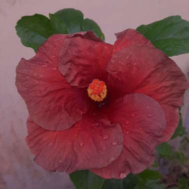 Tropical Hibiscus