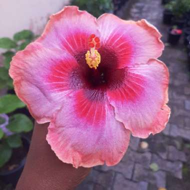 Tropical Hibiscus