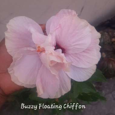 Tropical Hibiscus