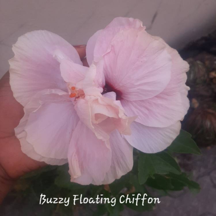 plant image 1645678