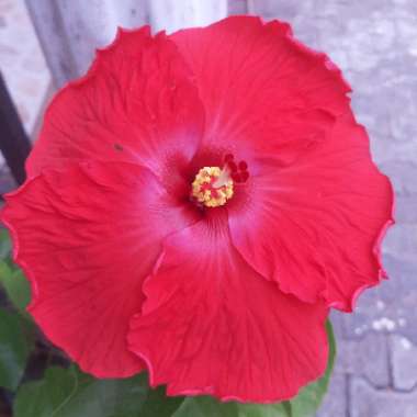 Tropical Hibiscus