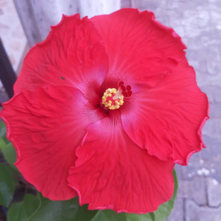 plant image 1645679