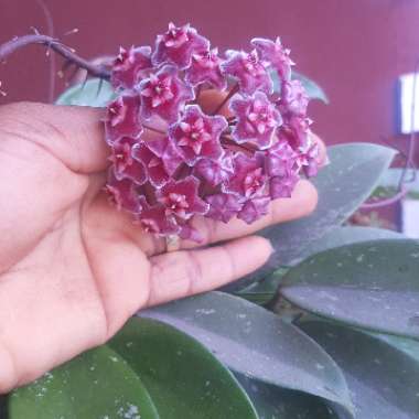 Hoya Pubicalyx ‘Splash'