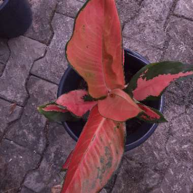 Chinese Evergreen