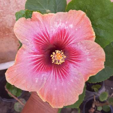Tropical Hibiscus