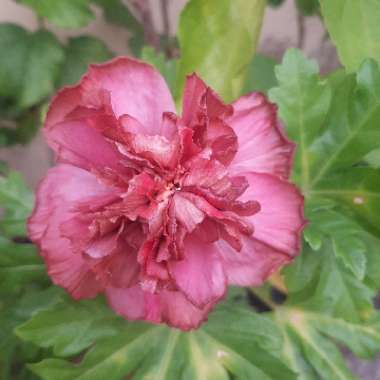 Tropical Hibiscus