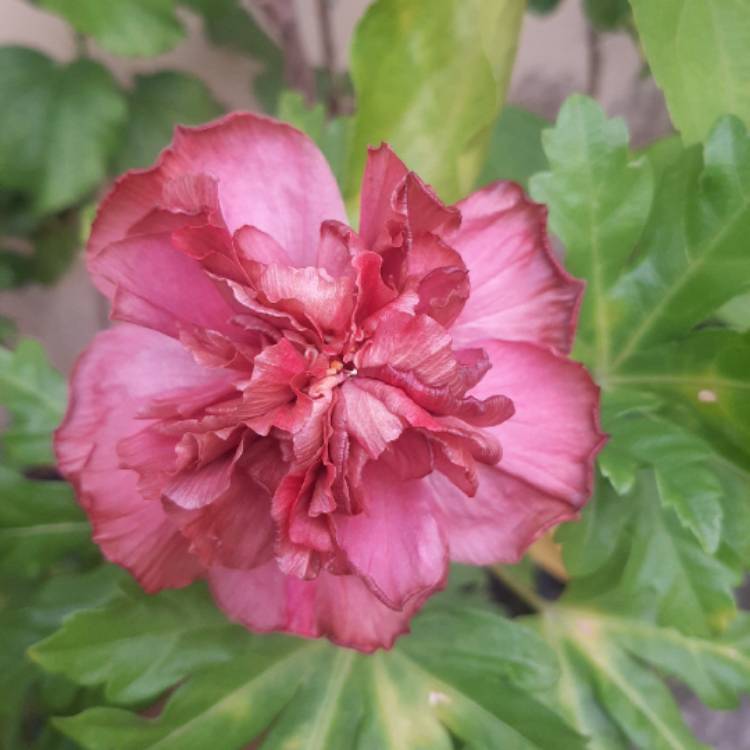 plant image 1645902