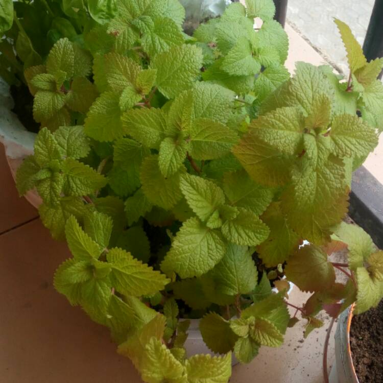 plant image 579531