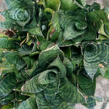 Euphorbia milii