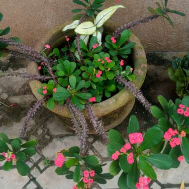 Euphorbia milii