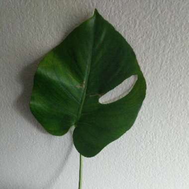 Monstera deliciosa 'Tauerii'