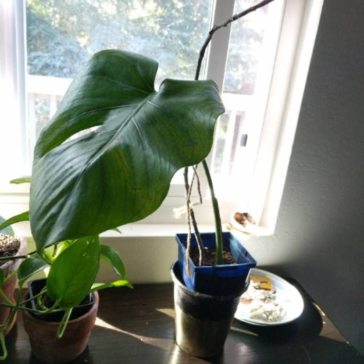 plant image 1270038